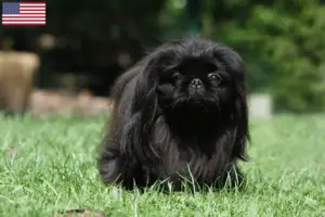Lire la suite à propos de l’article Éleveurs de Pékinois et chiots aux États-Unis