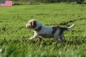 Lire la suite à propos de l’article Petit Basset Griffon Vendéen Éleveurs et chiots aux États-Unis
