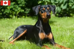 Lire la suite à propos de l’article Éleveurs de Pinscher allemands et chiots au Canada
