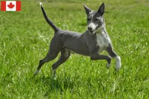Lire la suite à propos de l’article Éleveurs de Podenco et chiots au Canada