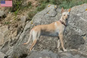 Lire la suite à propos de l’article Éleveurs de Podenco et chiots aux États-Unis