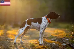 Lire la suite à propos de l’article Éleveurs de Pointers anglais et chiots aux États-Unis