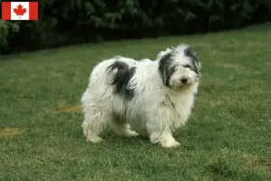 Lire la suite à propos de l’article Éleveurs de PON et chiots au Canada
