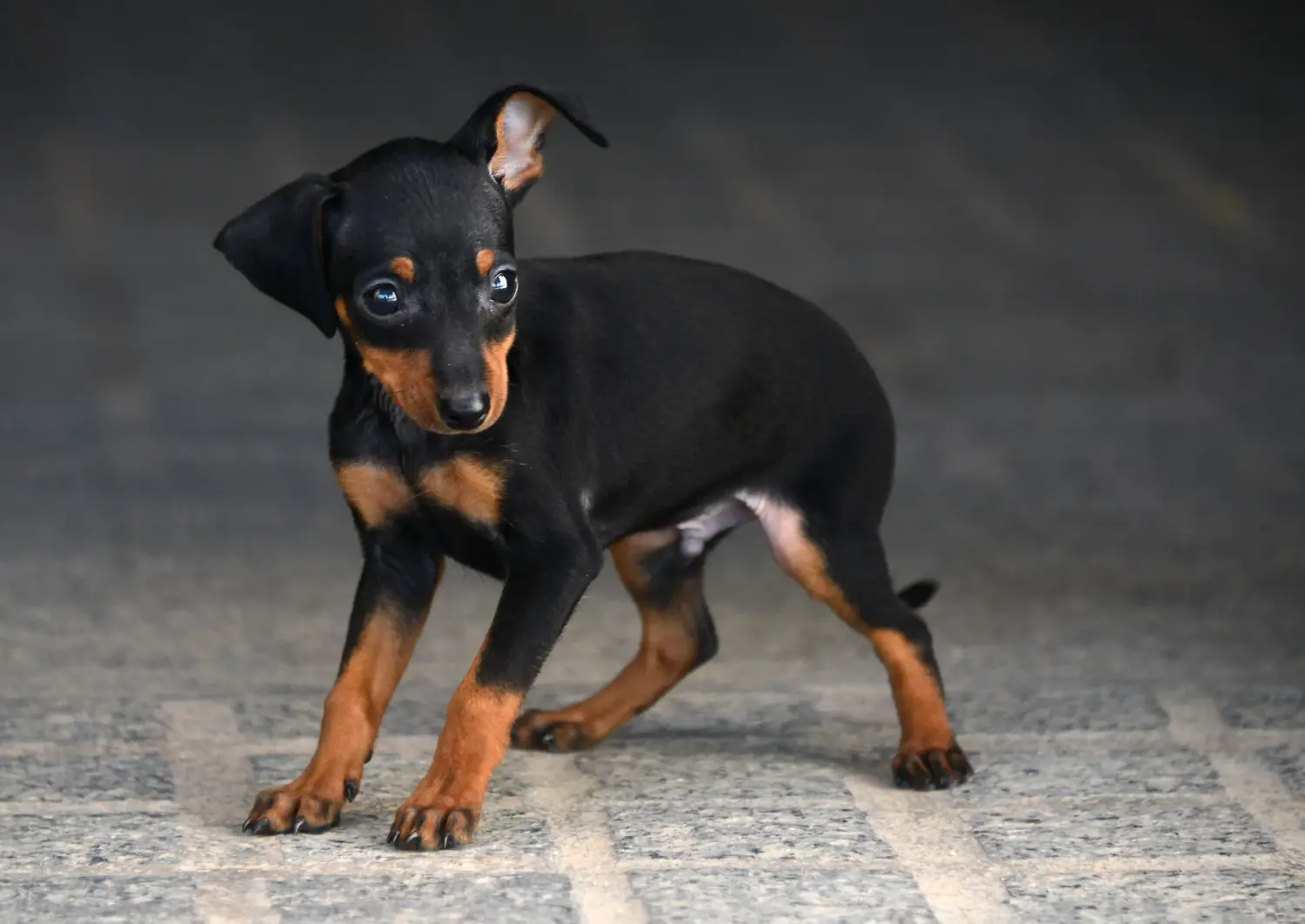 Acheter un chiot ratier de Prague, c'est prendre ses responsabilités ! Acheter un chiot ratier de Prague.