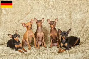 Lire la suite à propos de l’article Prager Rattler éleveurs et chiots en Allemagne