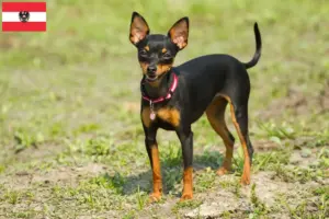 Lire la suite à propos de l’article Éleveurs de ratiers de Prague et chiots en Autriche