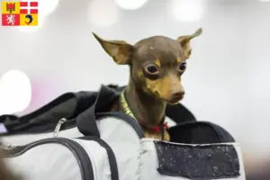 Lire la suite à propos de l’article Éleveurs de ratiers de Prague et chiots en Auvergne-Rhône-Alpes