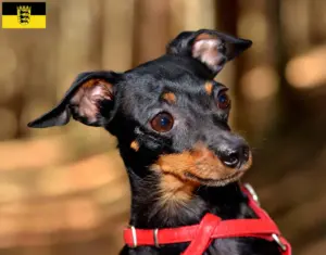 Lire la suite à propos de l’article Prager Rattler éleveurs et chiots en Baden-Württemberg