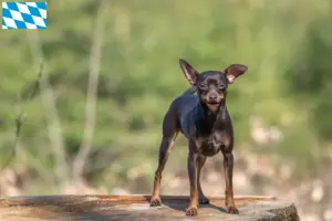 Lire la suite à propos de l’article Prager Rattler éleveurs et chiots en Bavière