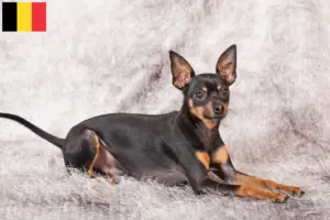 Lire la suite à propos de l’article Éleveurs de ratiers de Prague et chiots en Belgique