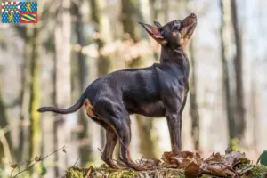 Lire la suite à propos de l’article Éleveurs de ratiers de Prague et chiots en Bourgogne-Franche-Comté