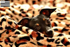 Lire la suite à propos de l’article Éleveurs de ratiers de Prague et chiots en Bretagne