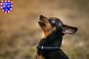 Lire la suite à propos de l’article Éleveurs de ratiers de Prague et chiots en Centre-Val de Loire
