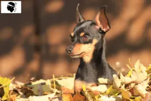Lire la suite à propos de l’article Éleveurs de ratiers de Prague et chiots en Corse