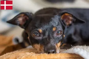 Lire la suite à propos de l’article Éleveurs de ratiers de Prague et chiots au Danemark