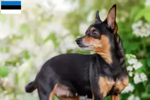 Lire la suite à propos de l’article Éleveurs de ratiers de Prague et chiots en Estonie