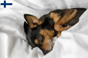Lire la suite à propos de l’article Éleveurs de ratiers de Prague et chiots en Finlande