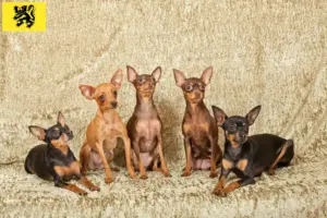Lire la suite à propos de l’article Éleveurs de ratiers de Prague et chiots en Flandre