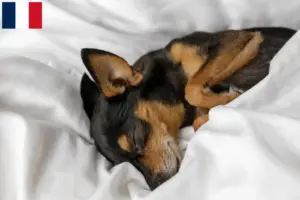 Lire la suite à propos de l’article Éleveurs de ratiers de Prague et chiots en France