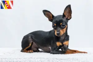 Lire la suite à propos de l’article Éleveurs de ratiers de Prague et chiots en Grand Est