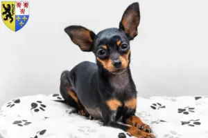 Lire la suite à propos de l’article Éleveurs de ratiers de Prague et chiots en Hauts-de-France