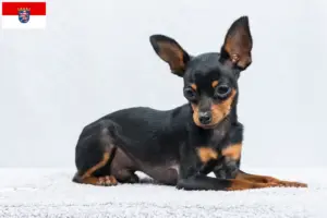 Lire la suite à propos de l’article Prager Rattler éleveurs et chiots en Hesse