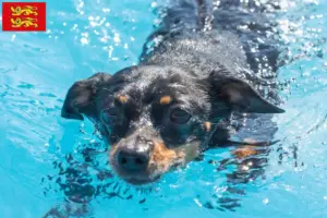 Lire la suite à propos de l’article Éleveurs de ratiers de Prague et chiots en Normandie