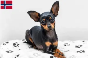 Lire la suite à propos de l’article Éleveurs de ratiers de Prague et chiots en Norvège