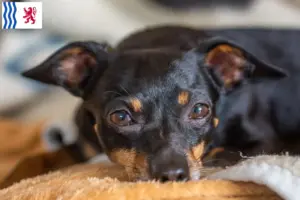 Lire la suite à propos de l’article Éleveurs de ratiers de Prague et chiots en Nouvelle-Aquitaine