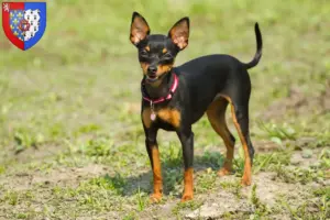 Lire la suite à propos de l’article Éleveurs de ratiers de Prague et chiots en Pays de la Loire