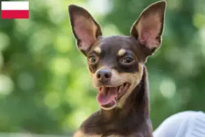Lire la suite à propos de l’article Éleveurs de ratiers de Prague et chiots en Pologne