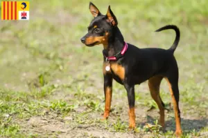 Lire la suite à propos de l’article Éleveurs de ratiers de Prague et chiots en Provence-Alpes-Côte d’Azur