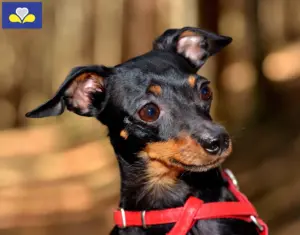 Lire la suite à propos de l’article Éleveurs de ratiers de Prague et chiots en Région de Bruxelles-Capitale