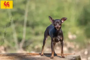 Lire la suite à propos de l’article Éleveurs de ratiers de Prague et chiots en Région wallonne