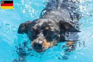 Lire la suite à propos de l’article Prager Rattler éleveurs et chiots en Rhénanie-Palatinat
