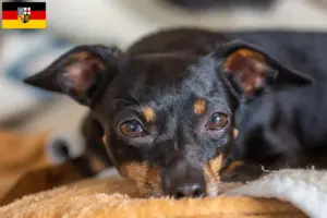 Lire la suite à propos de l’article Prager Rattler éleveurs et chiots en Sarre