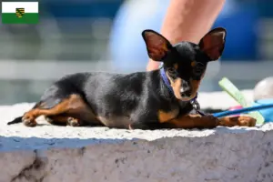 Lire la suite à propos de l’article Prager Rattler éleveurs et chiots en Saxe