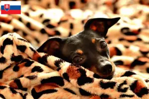 Lire la suite à propos de l’article Éleveurs de ratiers de Prague et chiots en Slovaquie