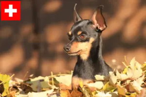 Lire la suite à propos de l’article Éleveurs de ratiers de Prague et chiots en Suisse