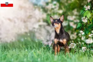 Lire la suite à propos de l’article Prager Rattler éleveurs et chiots en Thuringe
