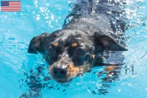 Lire la suite à propos de l’article Éleveurs de ratiers de Prague et chiots aux États-Unis