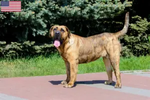 Lire la suite à propos de l’article Éleveurs de Presa Canario et chiots aux États-Unis