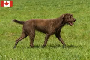 Lire la suite à propos de l’article Éleveurs de caniches pointers et chiots au Canada