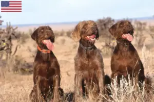 Lire la suite à propos de l’article Éleveurs de caniches et de chiots aux États-Unis