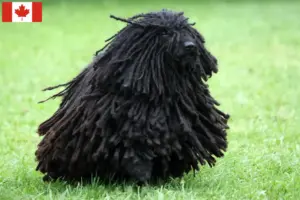 Lire la suite à propos de l’article Éleveurs de Puli et chiots au Canada