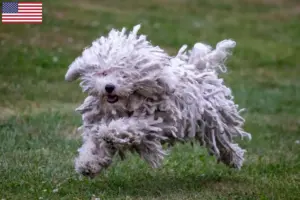 Lire la suite à propos de l’article Éleveurs de Puli et chiots aux États-Unis