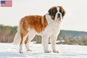 Lire la suite à propos de l’article Éleveurs de Saint-Bernard et chiots aux États-Unis