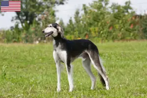 Lire la suite à propos de l’article Éleveurs de saluki et chiots aux États-Unis