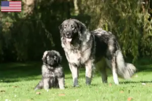 Lire la suite à propos de l’article Šarplaninac éleveurs et chiots aux États-Unis