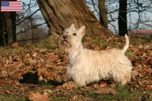 Lire la suite à propos de l’article Éleveurs de Scottish Terriers et chiots aux États-Unis